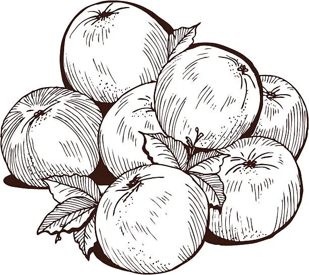 Vector illustration of Яблоки в ретро-стиле. Apples in a retro-style.