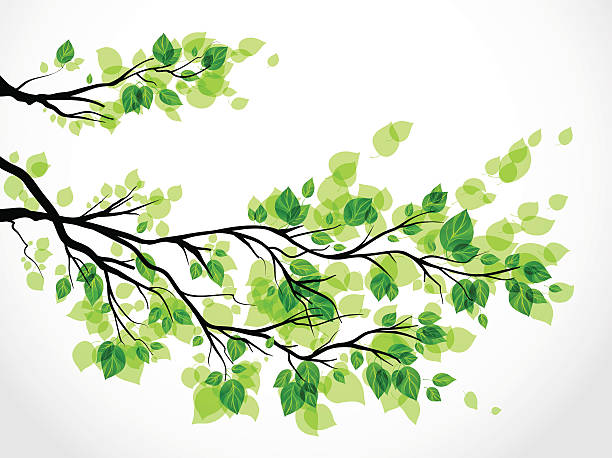 Illustration of a tree branch with green leaves Branch with green leaves limb stock illustrations