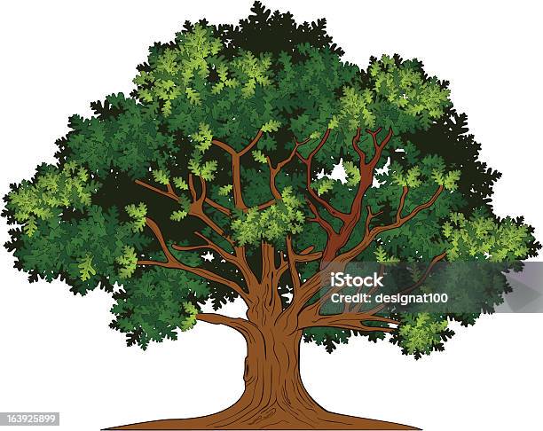 Vector Oak Tree Stock Illustration - Download Image Now - Oak Tree, Illustration, Backgrounds