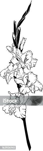 Glaïeul Vecteurs libres de droits et plus d'images vectorielles de Glaïeul - Glaïeul, Arbre en fleurs, Beauté de la nature