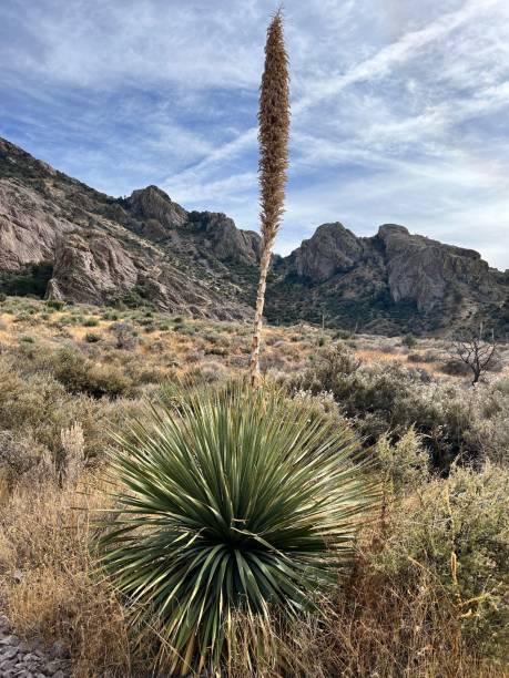 istock Yucca in the Hills 1639263604