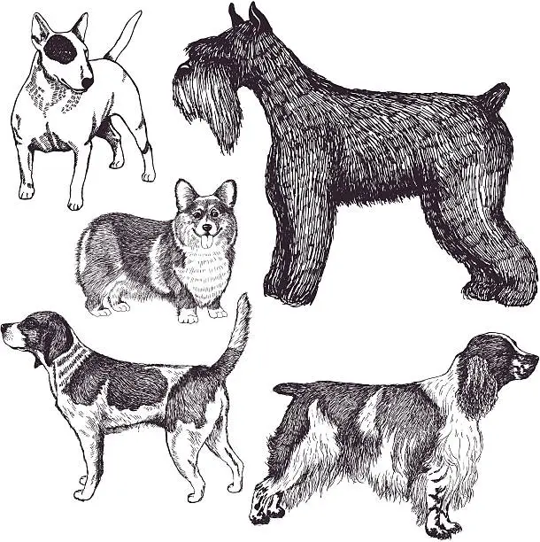 Vector illustration of Dogs
