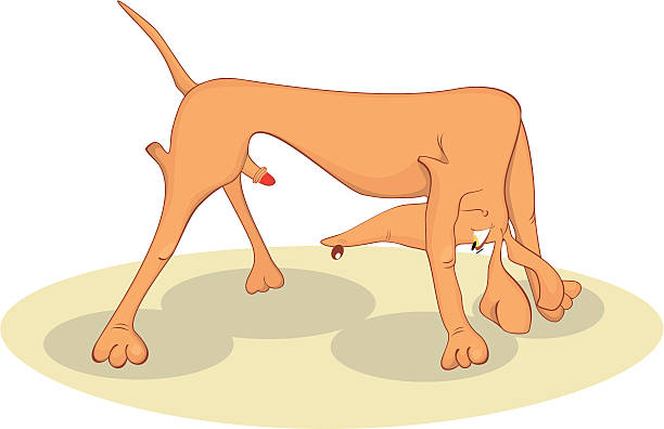 Dog Stock Illustration - Download Image Now - Animal, Animal Behavior, Animals  Mating - iStock