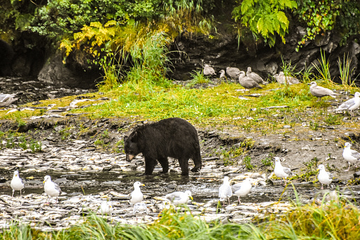 The black bear feast on the spawning salmon. Thousands of salmon return to the spawning grounds every year. The black bear feast on these salmon in preparation for winter hibernation.