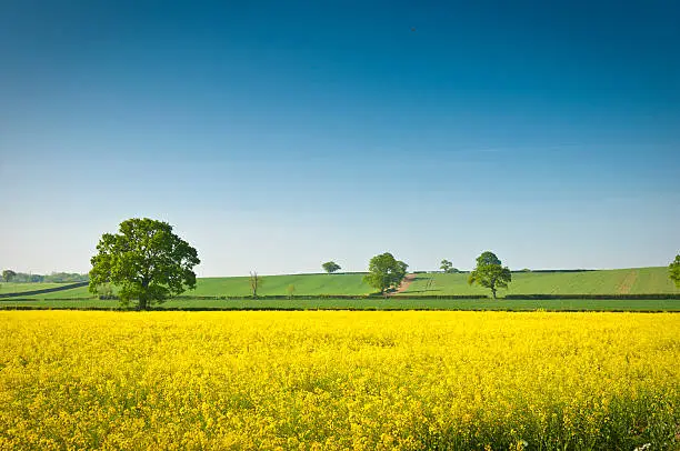 Vibrant yellow crop of canola grown as a healthy cooking oil or conversion to biodiesel as an alternative to fossil fuels. These crops are becoming ever more popular as fossil fuel production nears its peak.