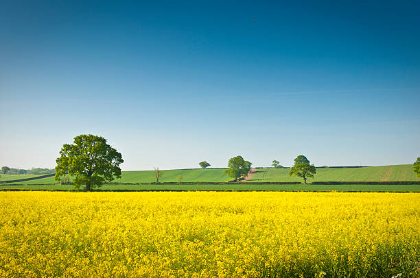 brassica napus l, canola, corte de biodiesel - beautiful nature crop summer - fotografias e filmes do acervo