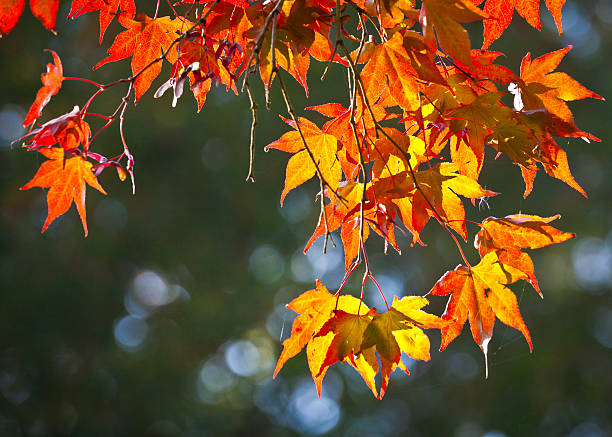 istock Autumn colours, Acer leaves 163928609