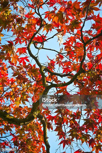 Herbst Farben Zur Acer Blätter Stockfoto und mehr Bilder von Ahorn - Ahorn, Ast - Pflanzenbestandteil, Baum