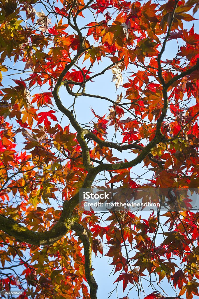 Autunno, Foglie di acero colori - Foto stock royalty-free di Acero