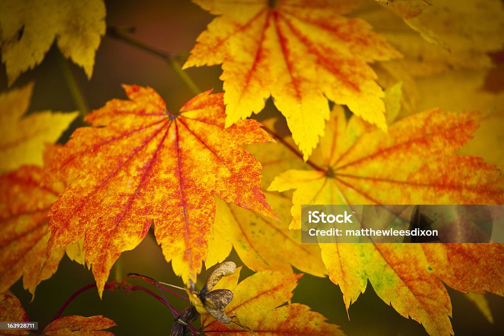Cores de outono, folhas de ácer - Foto de stock de Amarelo royalty-free