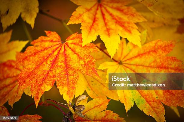 Foto de Cores De Outono Folhas De Ácer e mais fotos de stock de Amarelo - Amarelo, Biologia, Bosque - Floresta