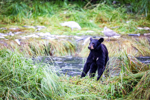 アラスカ州バルディーズでピンクサーモンを食べるクマ - bear salmon alaska cub ストックフォトと画像