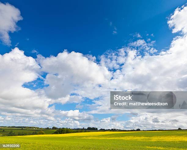 Rzepak Canola Biodiesel Crop - zdjęcia stockowe i więcej obrazów Bez ludzi - Bez ludzi, Bezchmurne niebo, Biodiesel