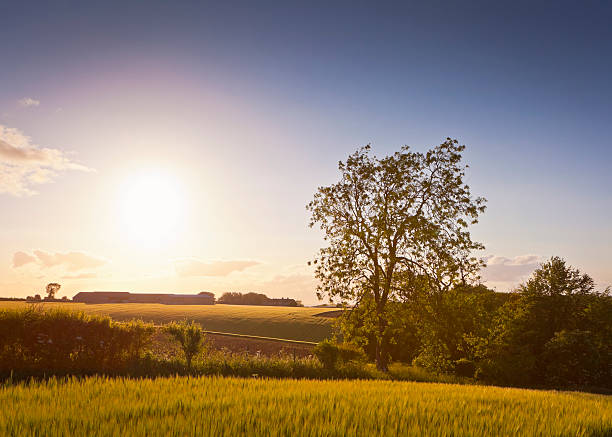 istock Idyllic rural sunset, Cotswolds UK 163930312