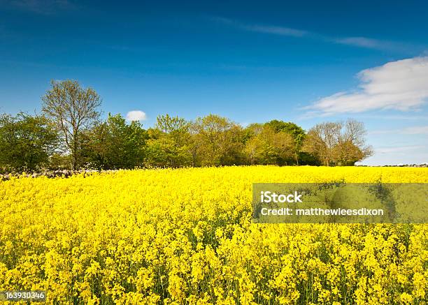 Foto de Brassica Napus L Canola Corte De Biodiesel e mais fotos de stock de Agricultura - Agricultura, Amarelo, Arvoredo