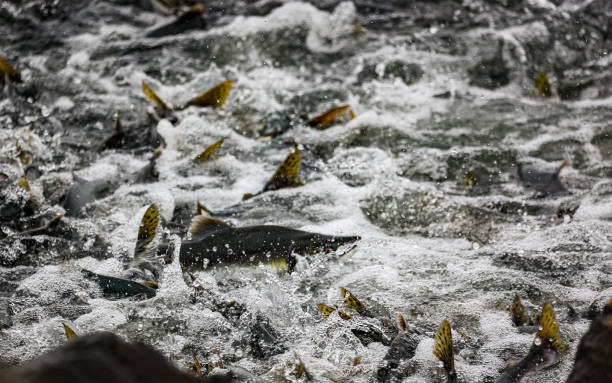 istock Pink Salmon swimming upstream in Valdez Alaska 1639308014