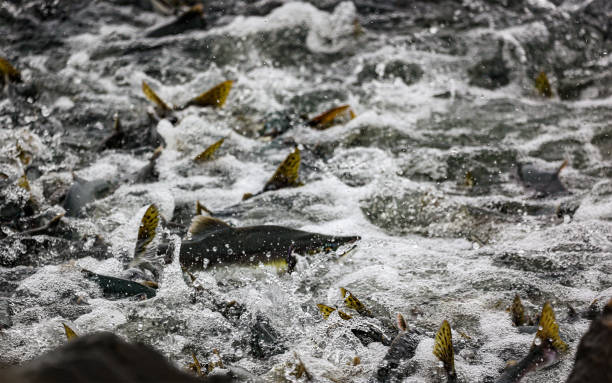 pink salmon swimming upstream in valdez alaska - pink salmon imagens e fotografias de stock