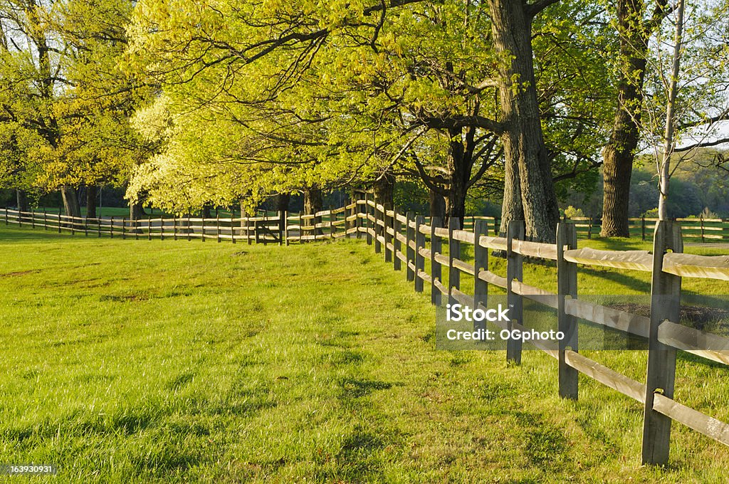 Parete e alberi di acero di primavera - Foto stock royalty-free di Acero