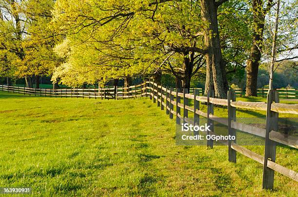 Foto de Muro E Maple Árvores Na Primavera Nos Eua e mais fotos de stock de Agricultura - Agricultura, Beleza natural - Natureza, Campo