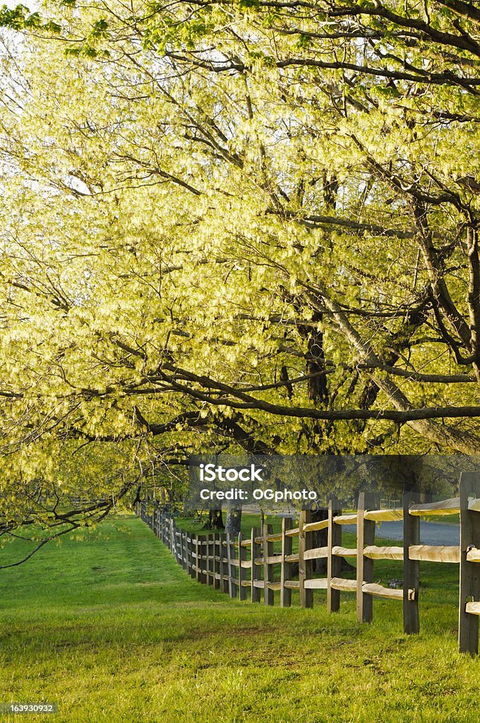 Ogrodzenie i Klon drzew w spring - Zbiór zdjęć royalty-free (Bez ludzi)