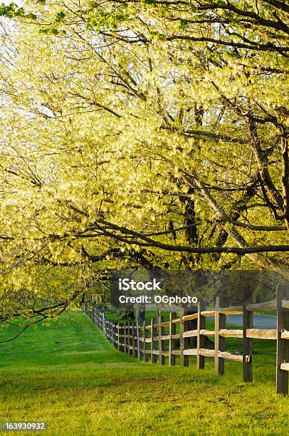 Ogrodzenie I Klon Drzew W Spring - zdjęcia stockowe i więcej obrazów Bez ludzi - Bez ludzi, Drewno - Tworzywo, Drzewo