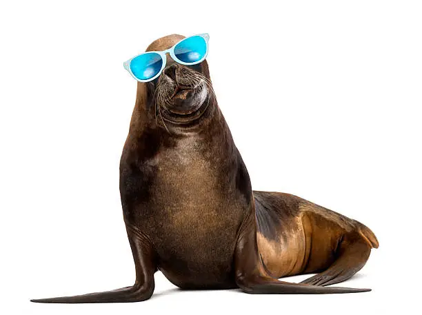 California Sea Lion, 17 years old, wearing sunglasses against white background