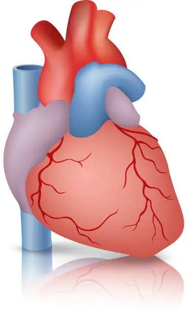 Vector illustration of Heart