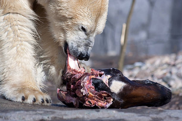 Brown Grizzly Bear feeding on elk carcass in Yellowstone National Park in Wyoming United States