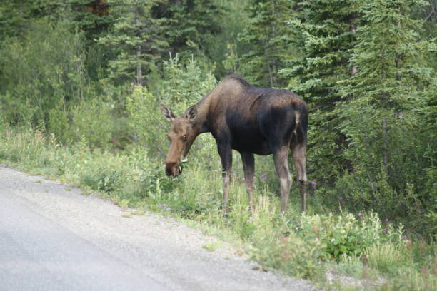 istock Alaska Wildlife, Moose Cow 1639318529