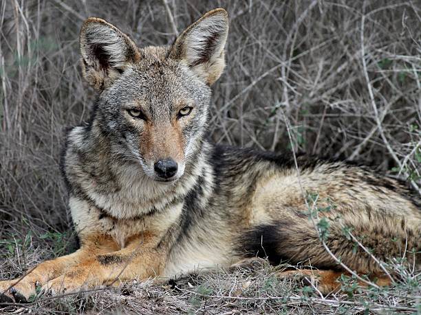 istock Coyote Relaxing in South Texas 163932962
