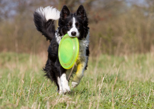 the puppy is carrying a yellow disc around a field