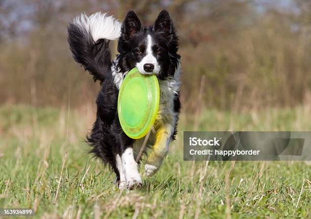 Border Collie Lucky With Frisbee Stock Photo - Download Image Now - Plastic Disc, Border Collie, Dog