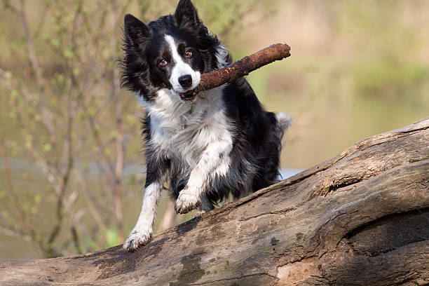 istock Nature dog sports 163934915