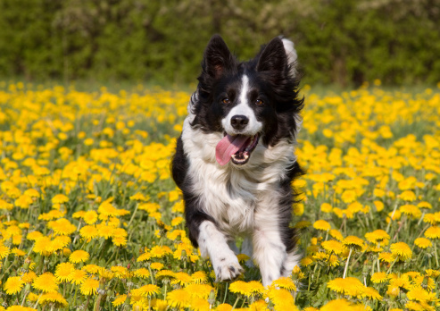 Happy running dog in a field of dandelion in spring.