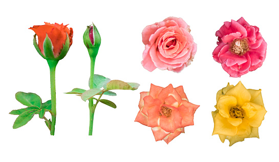 Collection of four color beautiful pink roses and buds over a transparent background,