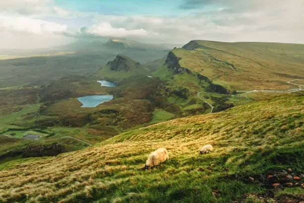 The view of a pair of sheep pasturing on the grass in Quiraing in the dusk