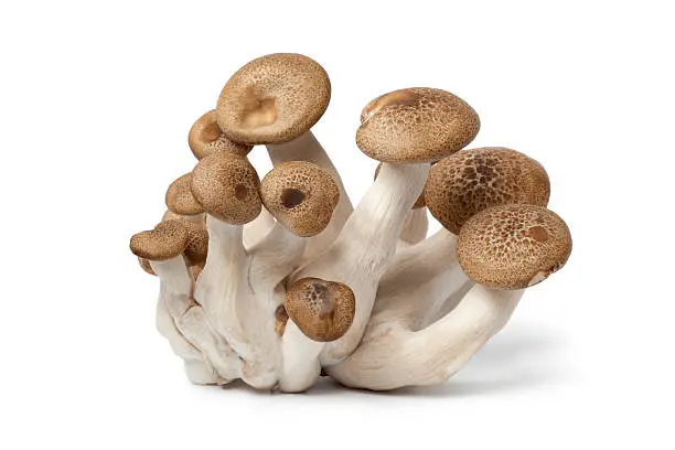 Fresh cluster of Nameko mushrooms on white background