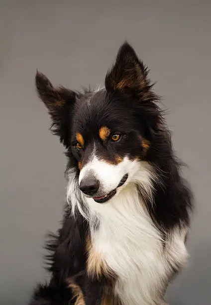 portrait of an adorable bordercollie in studio with grey background