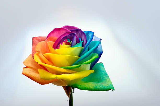istock Close up of rainbow rose flower 163937168