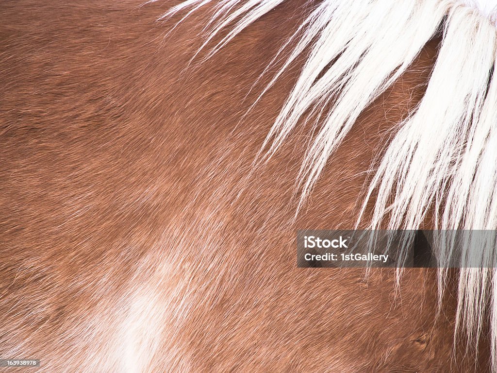 horse detail, fur and mane, side/front view horse detail (94), fur and mane, side/front view Animal Stock Photo