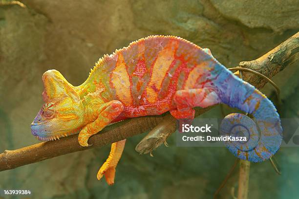 Photo libre de droit de Gros Plan Dune Branche Darbre Caméléon Multicolore Sur banque d'images et plus d'images libres de droit de Caméléon