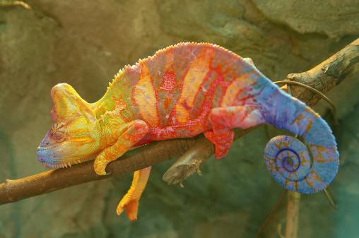 A colorful chameleon lying on a tree branch.  The chameleon's textured skin features patterns in vibrant yellow, blue and red colors.  In the background is a rock face.