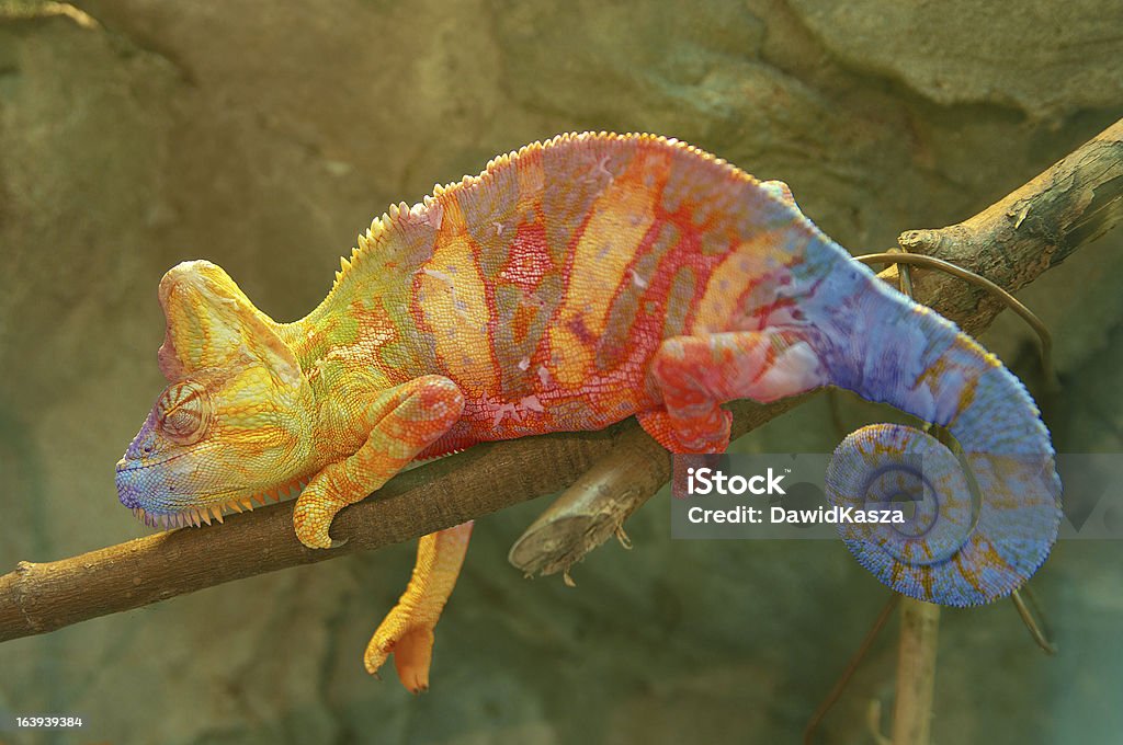 Close-up of multicolored chameleon on tree branch A colorful chameleon lying on a tree branch.  The chameleon's textured skin features patterns in vibrant yellow, blue and red colors.  In the background is a rock face. Chameleon Stock Photo