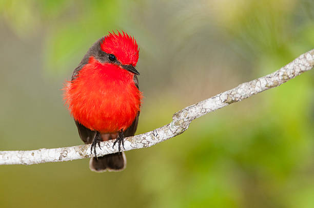 istock Vermilion Flycatcher in Belize 163939866