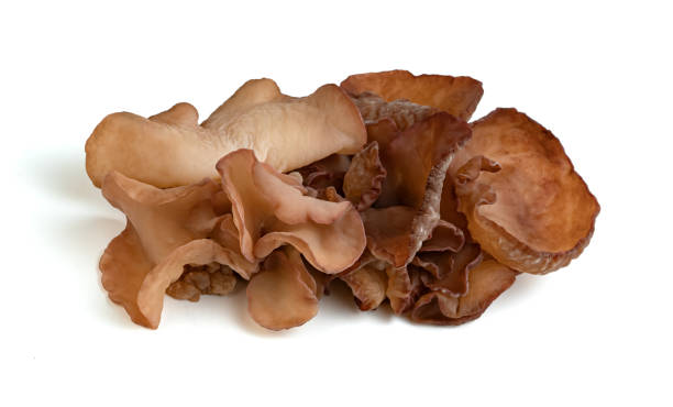 istock ear mushroom or Jew's ear isolated on white background 1639404089