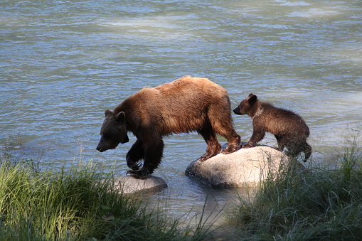 A large female Kamchatka brown bear (Ursus arctos beringianus) fishing salmons in the water of Kurile Lake, Kamchatka, Russia. In the background her cubs are waiting.
