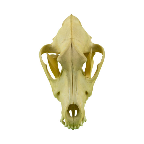 istock photo of a dog or wolf skull with sharp teeth 1639406889
