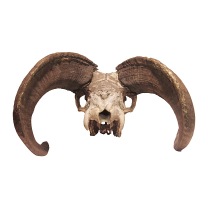 Photo of a goat or sheep skull with horns