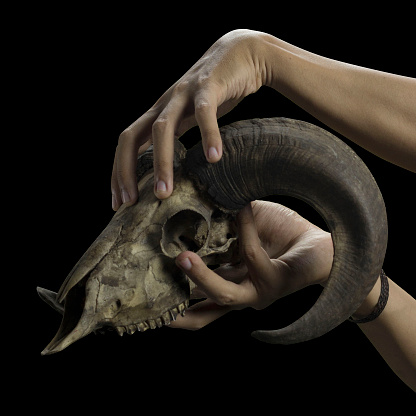 Photo of hand holding goat or sheep skull with horns