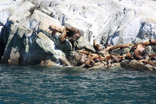Sea Lions, Juneau Bay, Alaska